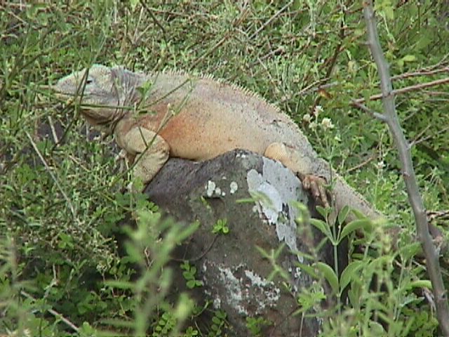 Land Iguana On Rock